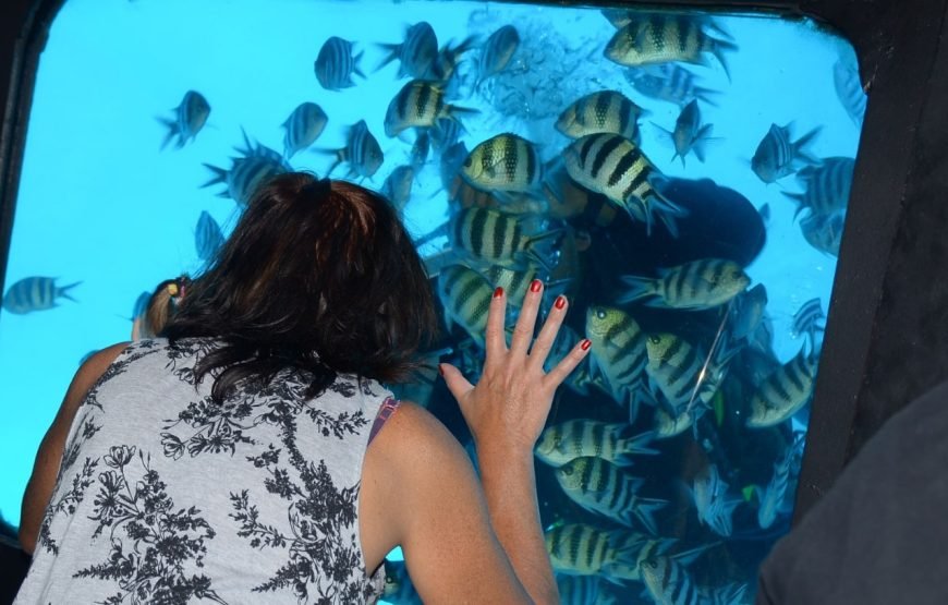 Explore the Underwater Wonders of the Red Sea | Semi-Submarine Cruise in El Gouna