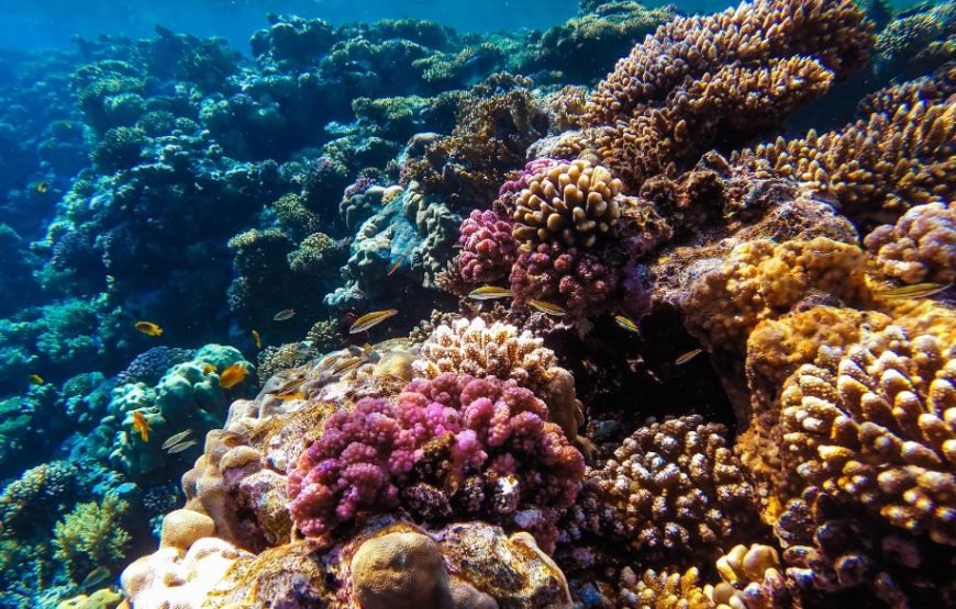 Explore the Underwater Wonders of the Red Sea | Semi-Submarine Cruise in El Gouna