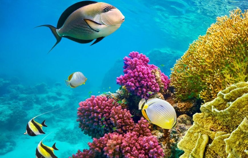 Explore the Underwater Wonders of the Red Sea | Semi-Submarine Cruise in El Gouna