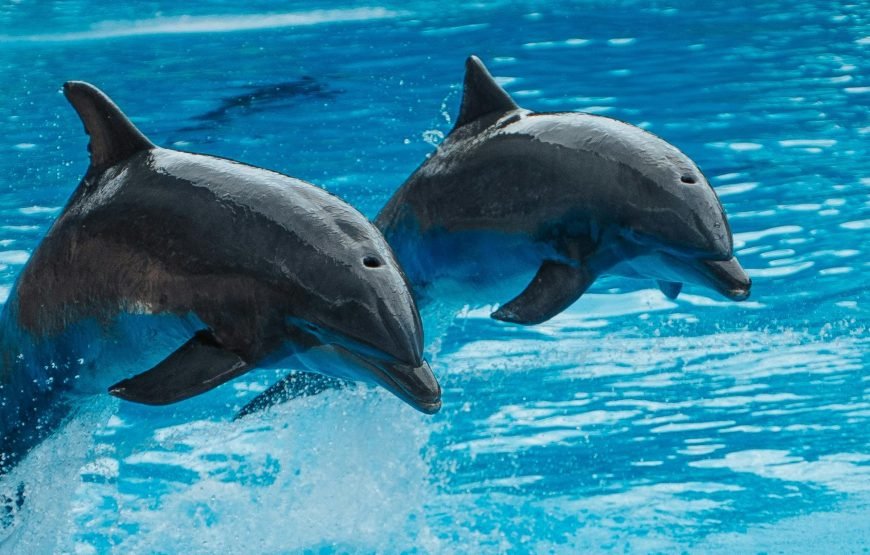 Dolphin World Show