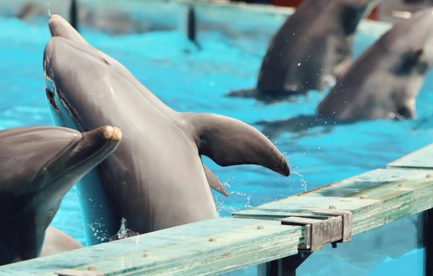 Dolphin World Show
