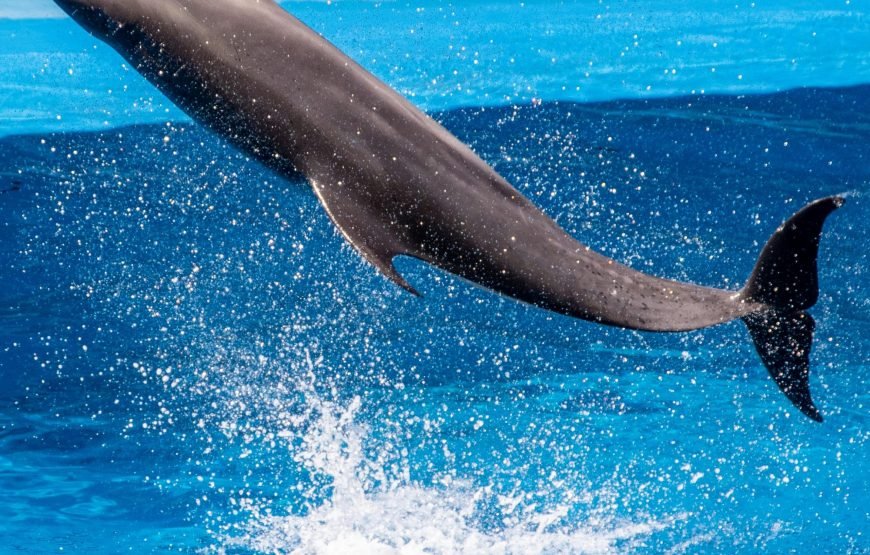 Dolphin World Show
