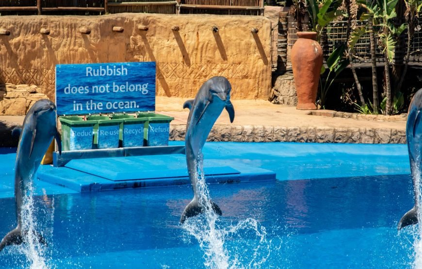 Dolphin World Show