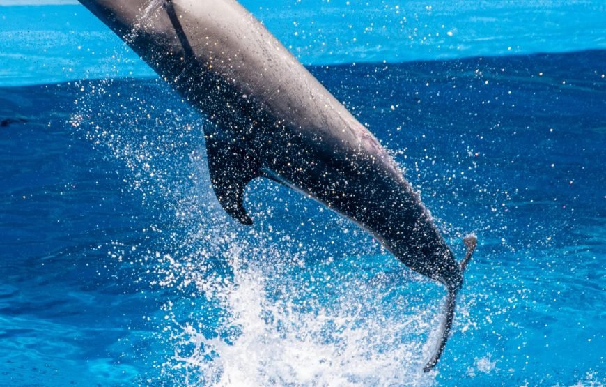 Dolphin World Show