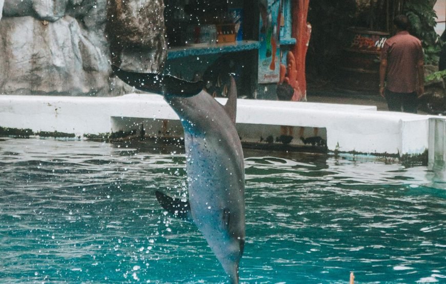 Dolphin World Show