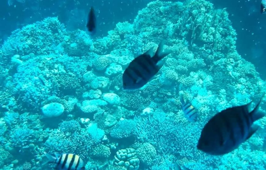 Sinbad Submarine: Discover Hurghada’s Vibrant Coral Reefs