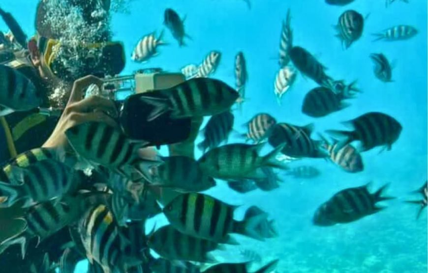 Discover the Wonders of the Red Sea with Semi-Submarine_Makadi