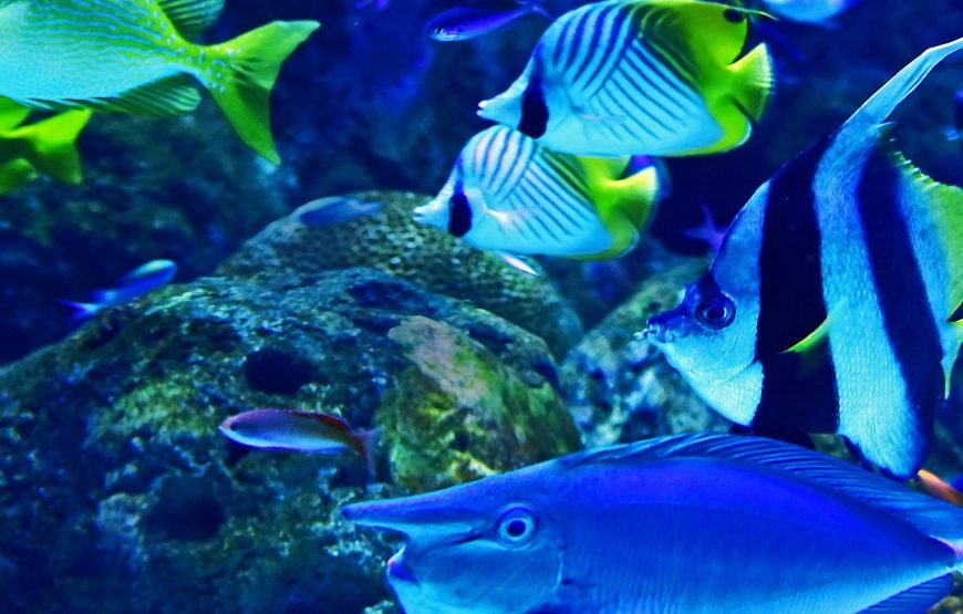 Hurghada Grand Aquarium Tour