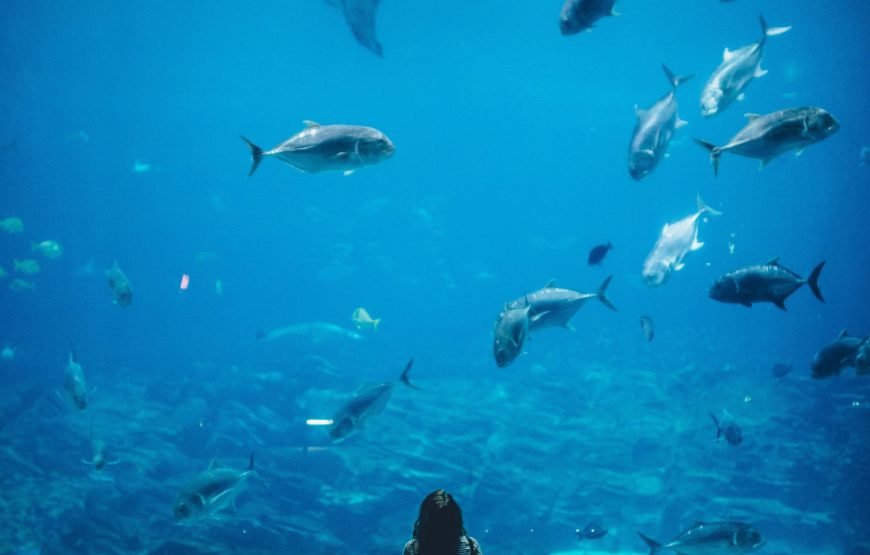 Hurghada Grand Aquarium Tour